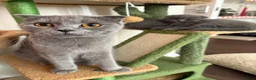 Scottish Fold cats for sale: Unique blue and odd eye kittens - Advert 19