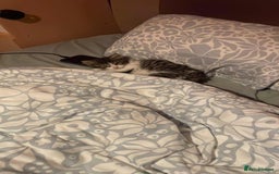 Maine Coon cats for sale: Adorable kitten mixt Maine Coon - Image 3