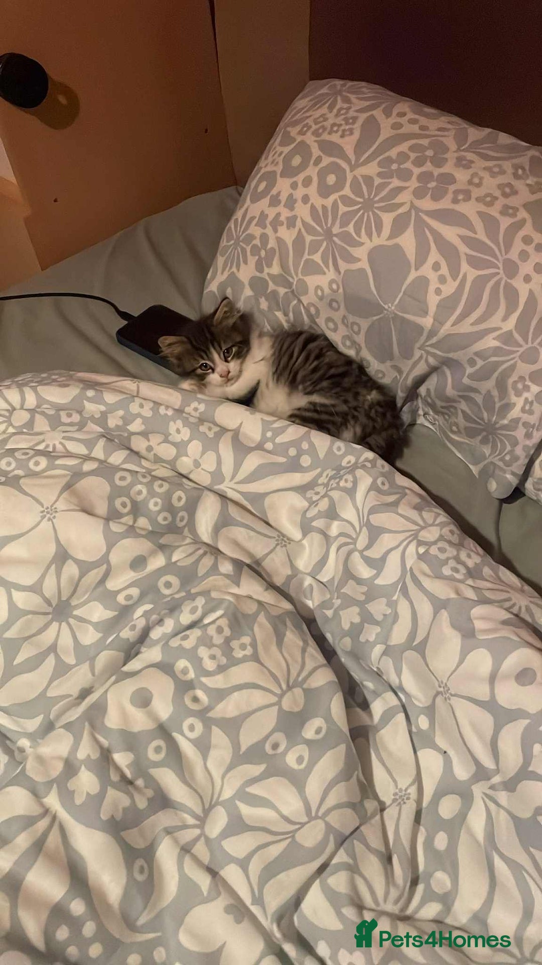 Maine Coon cats for sale: Adorable kitten mixt Maine Coon - Image 3