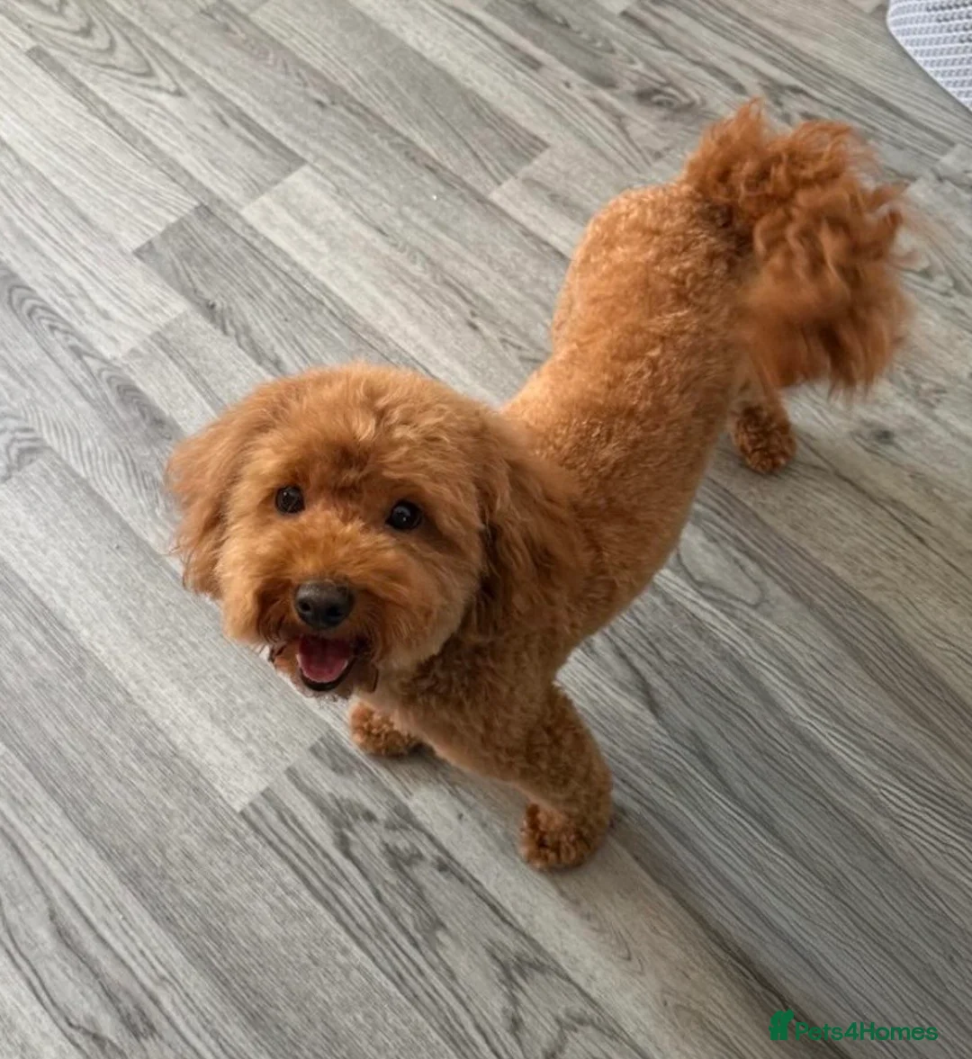 Poochon dogs for sale: poochon female  - Advert 3