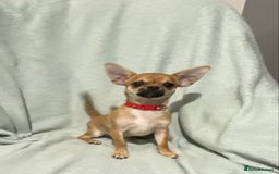 Chihuahua dogs for sale: 1 male and 1 female smooth coat Chihuahua - Image 4