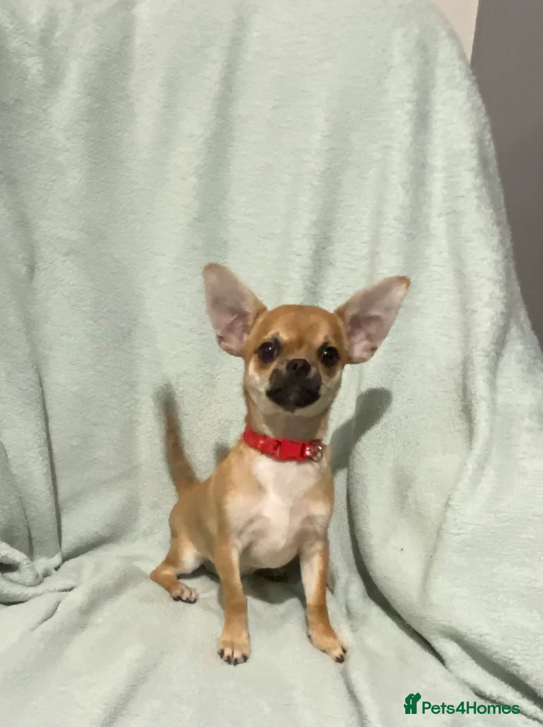 Chihuahua dogs for sale: 1 male and 1 female smooth coat Chihuahua - Advert 4