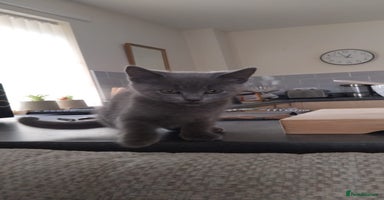 British Shorthair cats - Advert 16