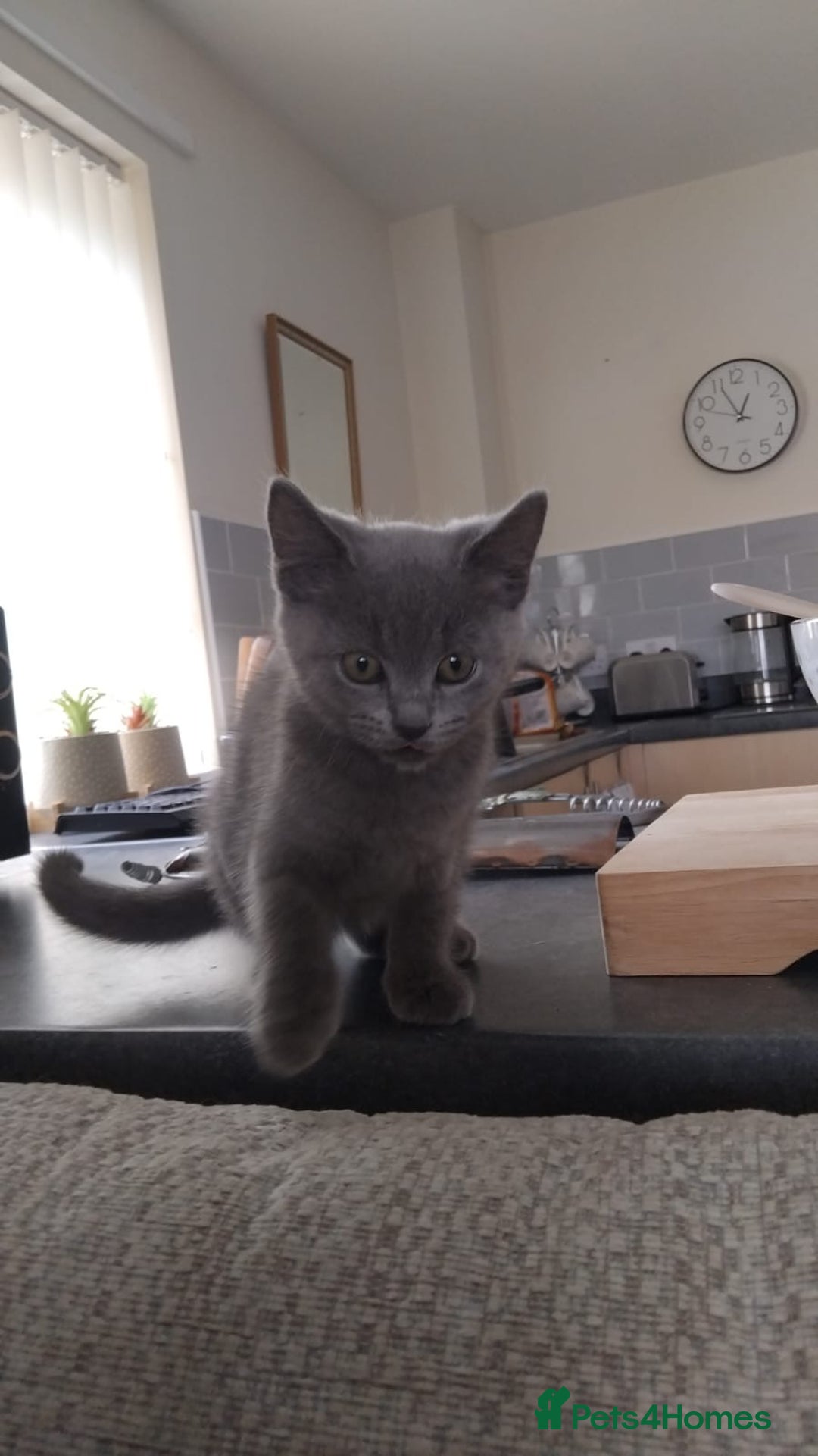 British Shorthair cats for sale: Blue British shorthair kitten - Image 2