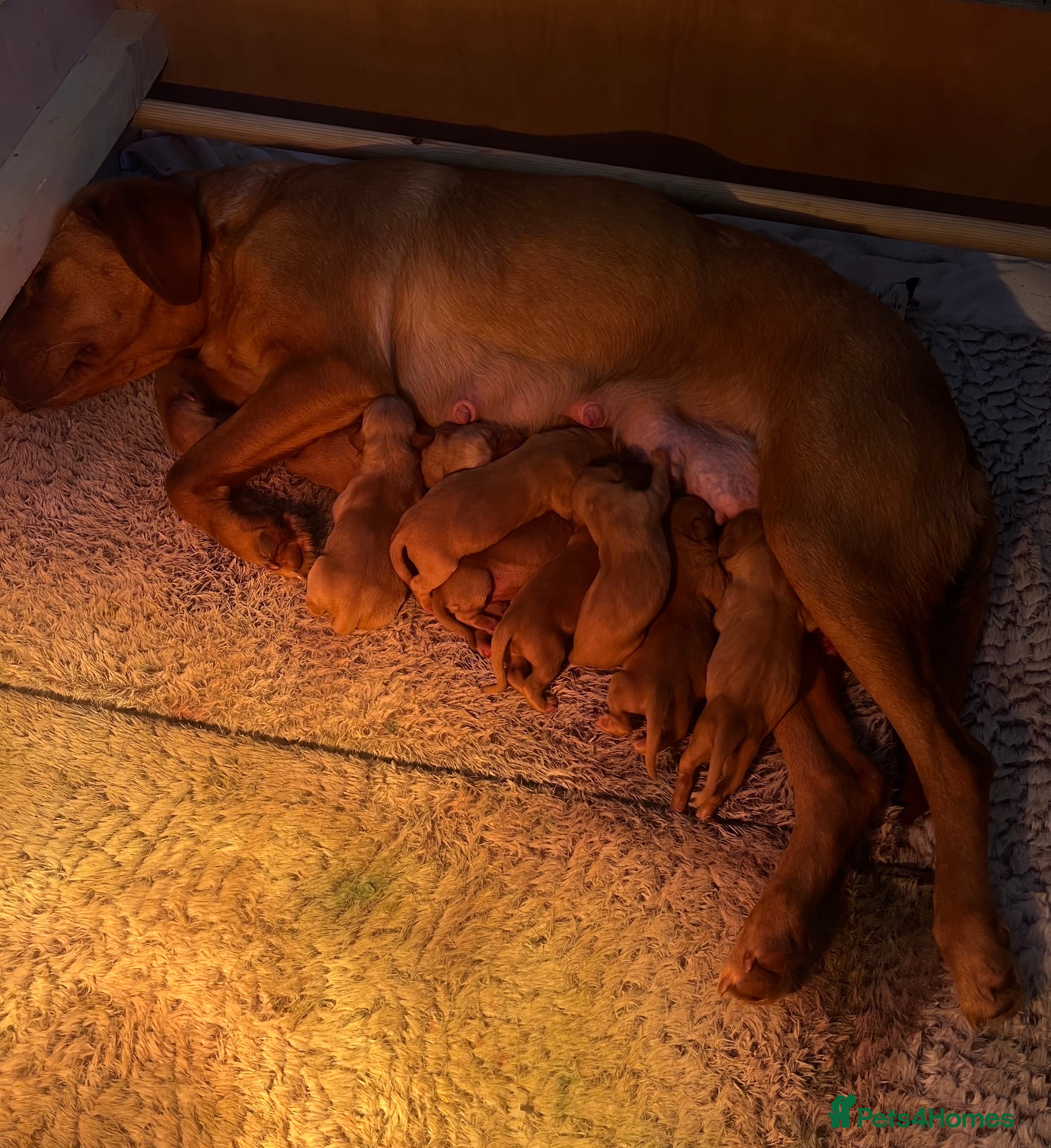 Labrador Retriever dogs Exceptional Fox Red Labrador Puppies - Advert 2