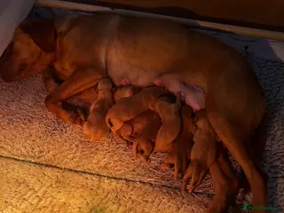 Labrador Retriever dogs Exceptional Fox Red Labrador Puppies - Advert 1