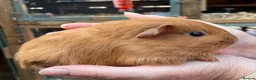 Guinea Pig rodents for sale: Baby guinea pigs  - Advert 4