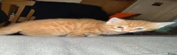 Mixed Breed cats for sale: * READY TO GO * LAST STUNNING GINGER GIRL LEFT*** - Advert 11