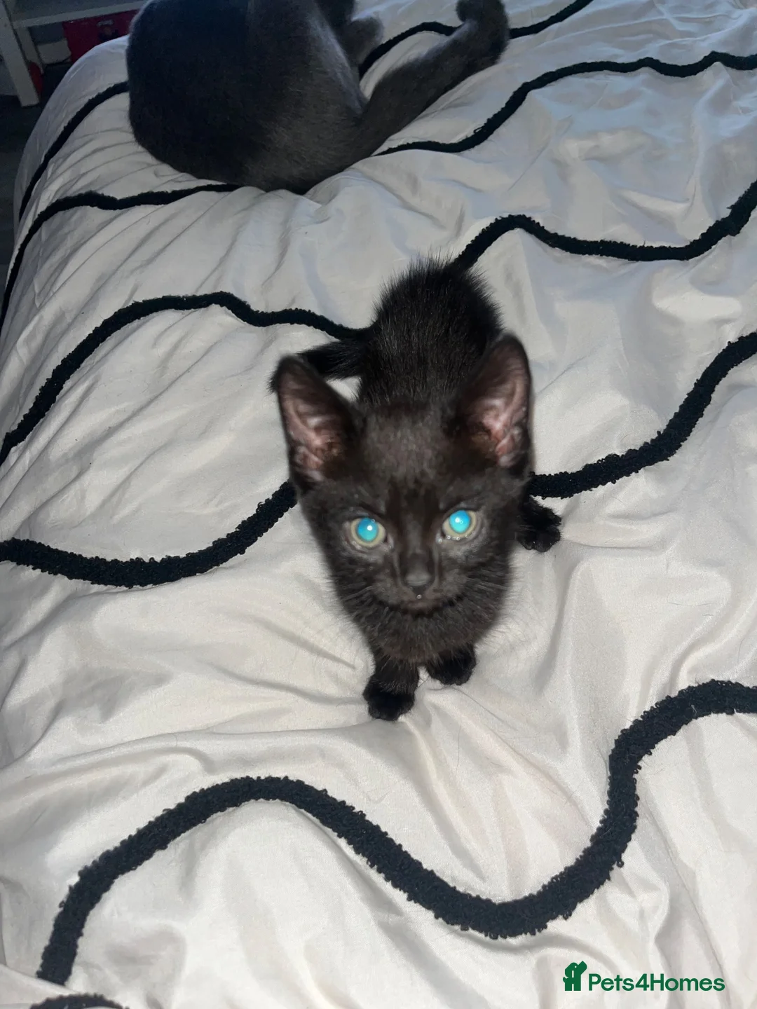 British Shorthair cats for sale: 3 loving kittens for sale in Birmingham - Advert 2