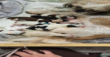Shih Tzu dogs - Advert 2