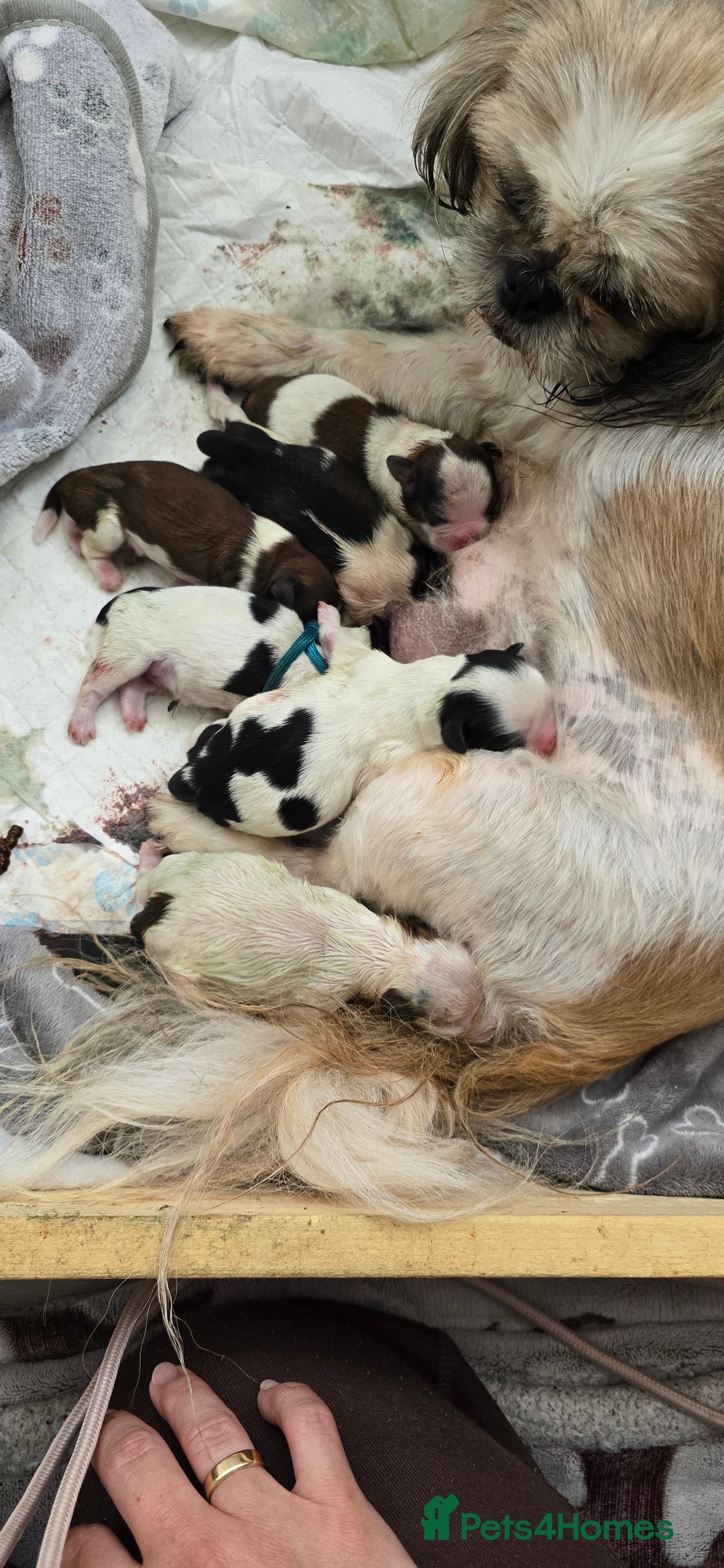 Shih Tzu dogs for sale: Puppies for reservation / sale  - Image 3