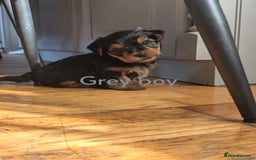 Yorkshire Terrier dogs for sale: Yorkshire Terrier Puppies  - Image 2