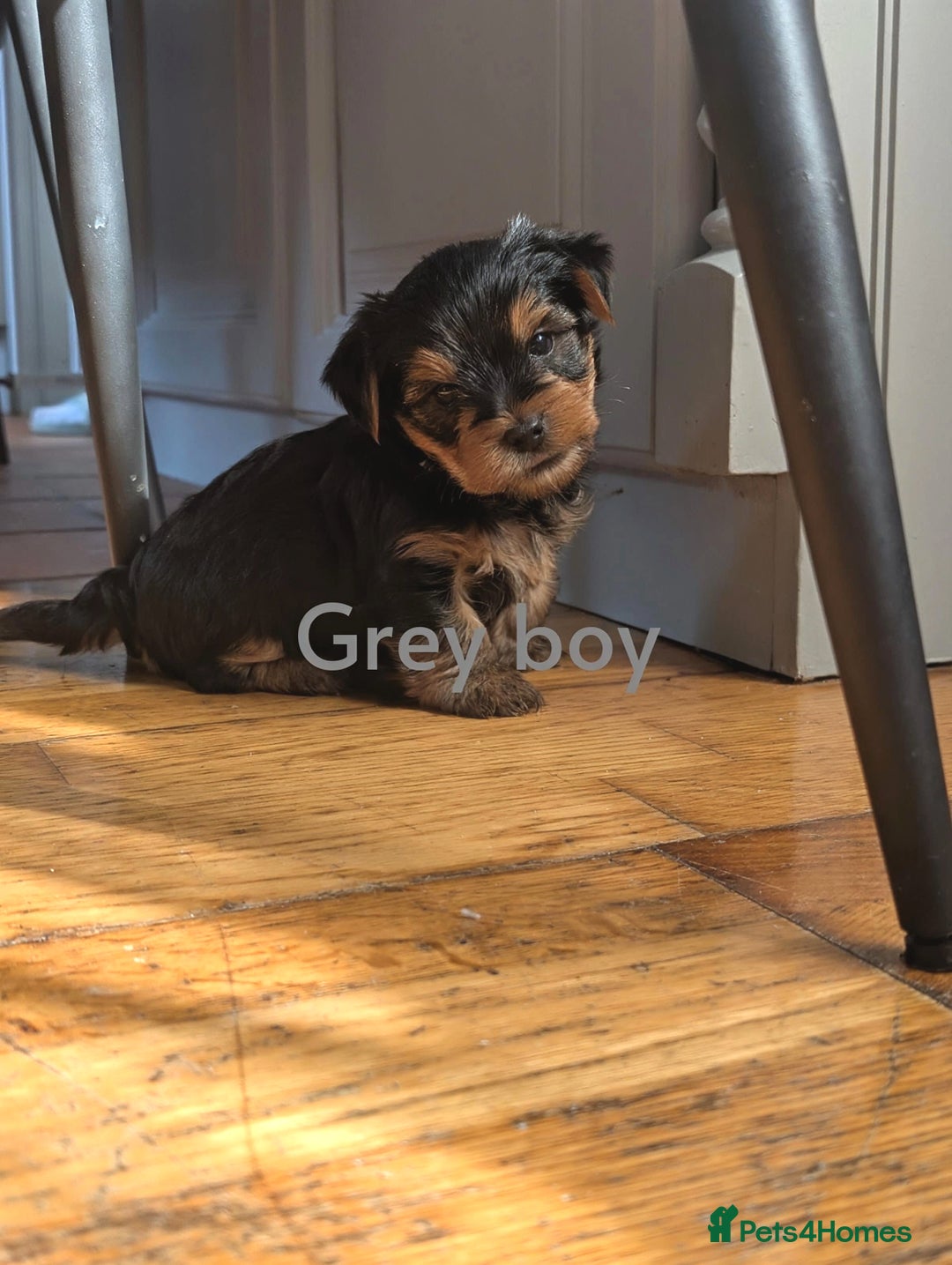 Yorkshire Terrier dogs for sale: Yorkshire Terrier Puppies  - Image 2