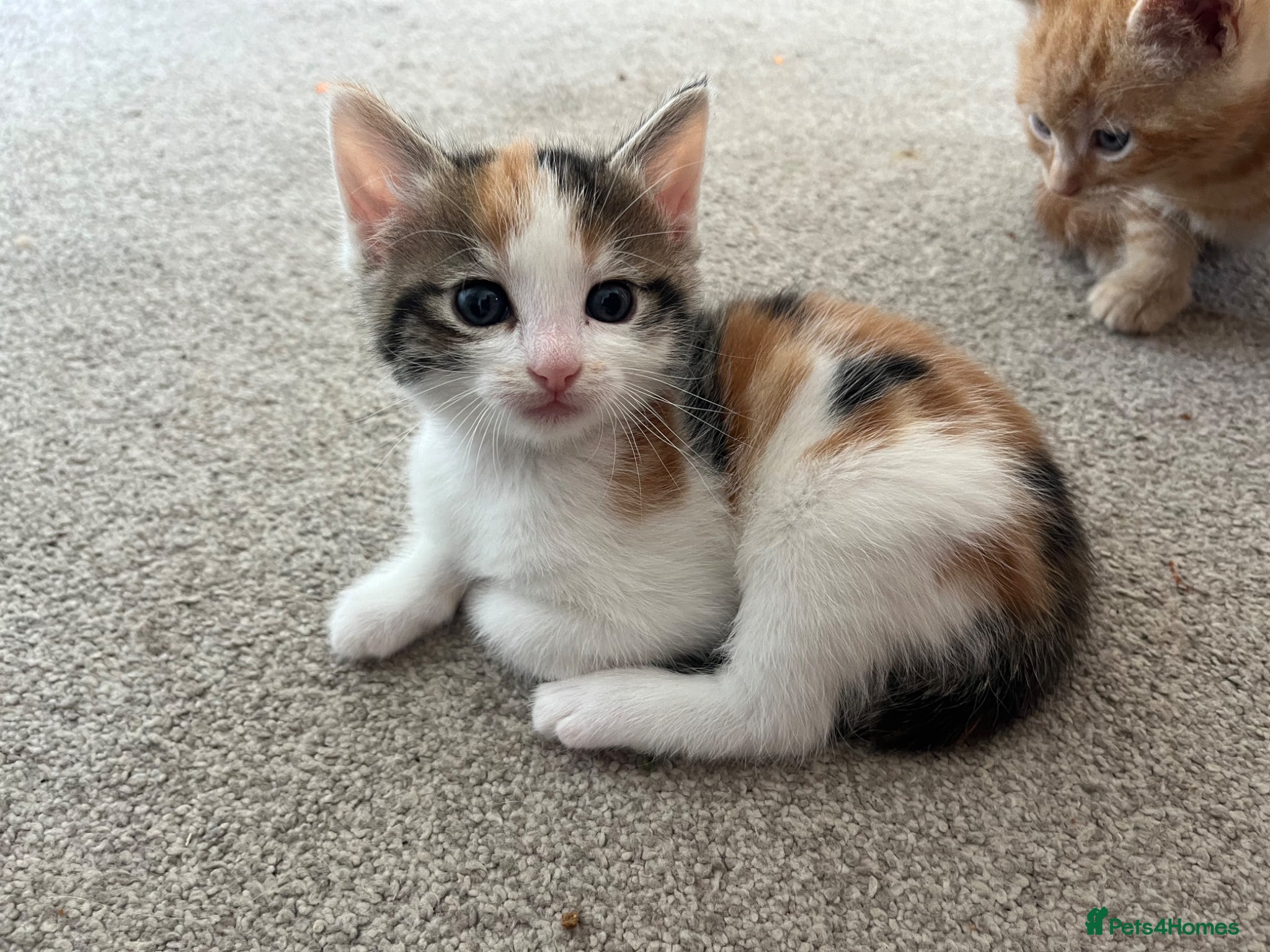 Mixed Breed cats for sale: 6 friendly and playful kittens - Advert 11