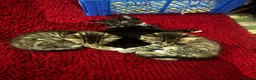 Mixed Breed cats for sale: Beautiful kittens for sale - Advert 1