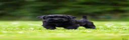 Giant Schnauzer dogs for sale: TRUE QUALITY GIANT SCHNAUZER PUPPIES - Advert 8