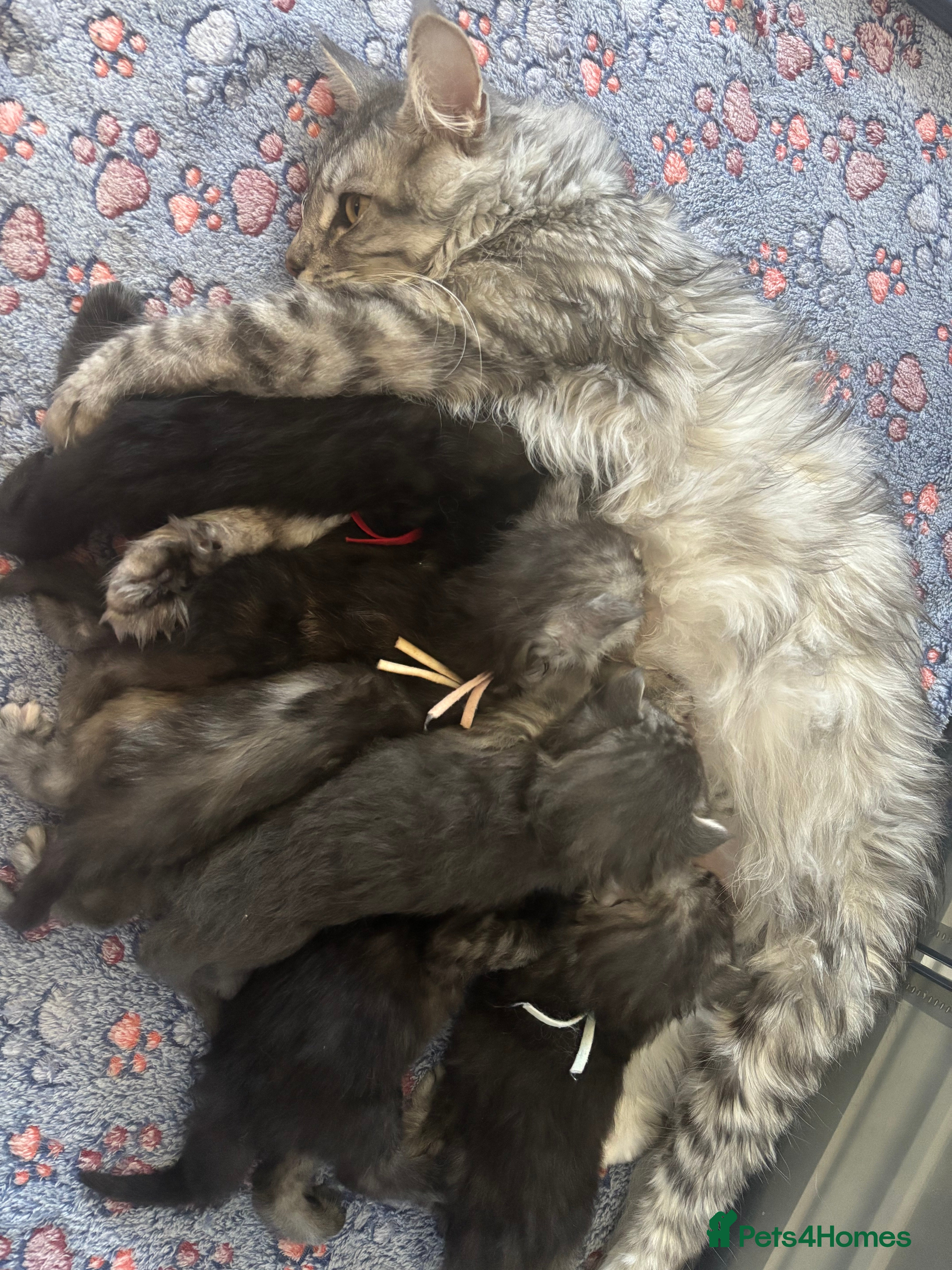 Maine Coon cats for sale: TICA Maine Coon Kittens  - Advert 2