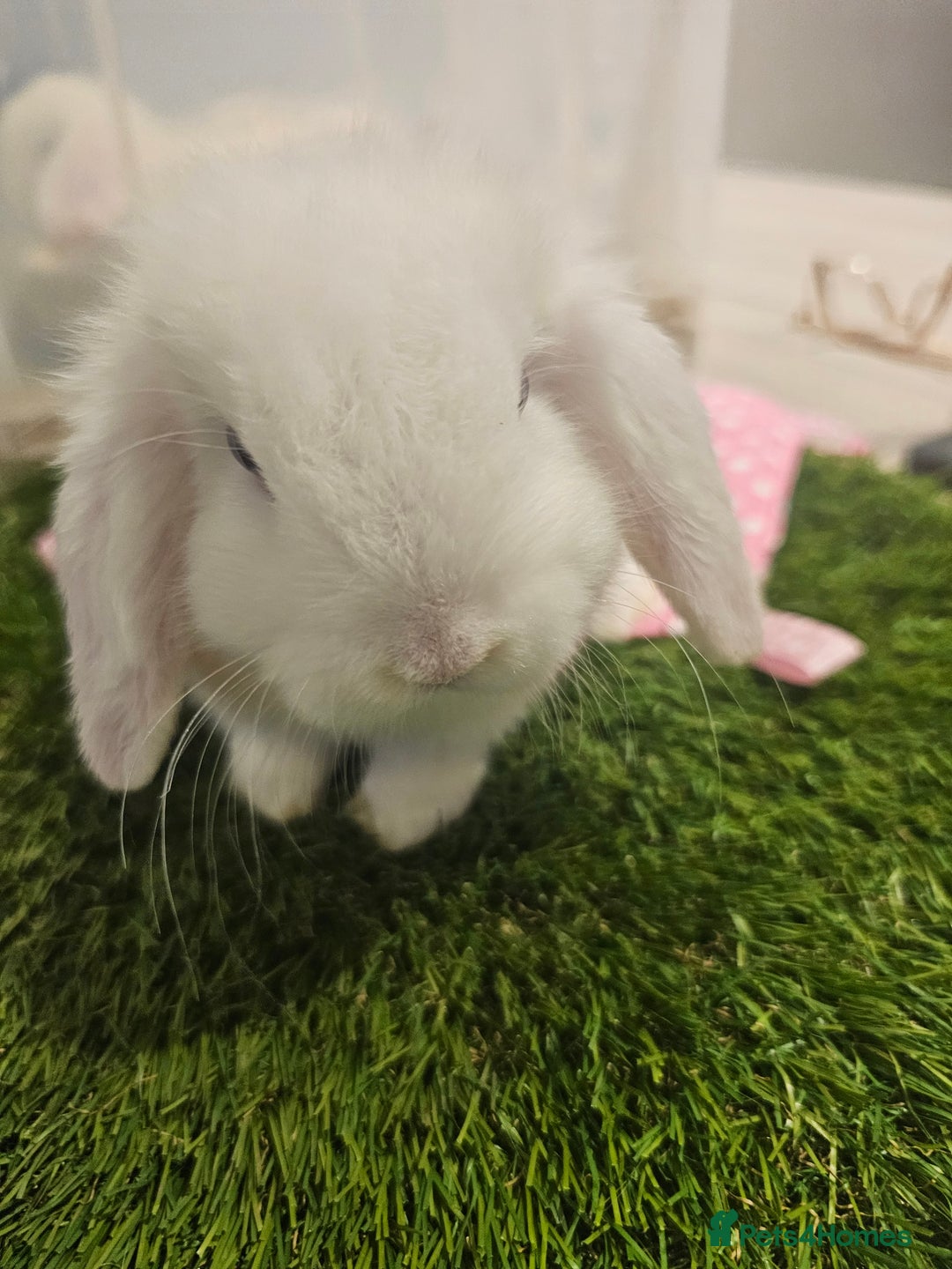 Mini Lop rabbits for sale: Pure Mini Lop Babies  - Advert 12
