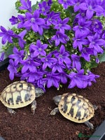 Hermann Tortoise reptiles Baby hermanns tortoises for sale and setups - Advert 1