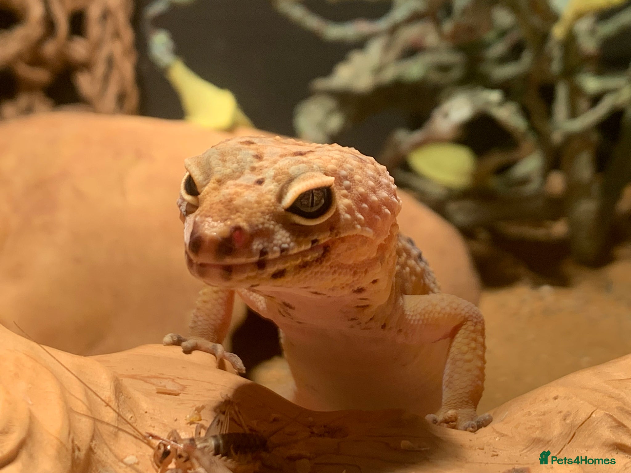 Leopard Gecko reptiles Leopard gecko and set up  - Advert 1