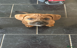 Mixed Breed dogs for sale: Red Floodle Pup - Image 2