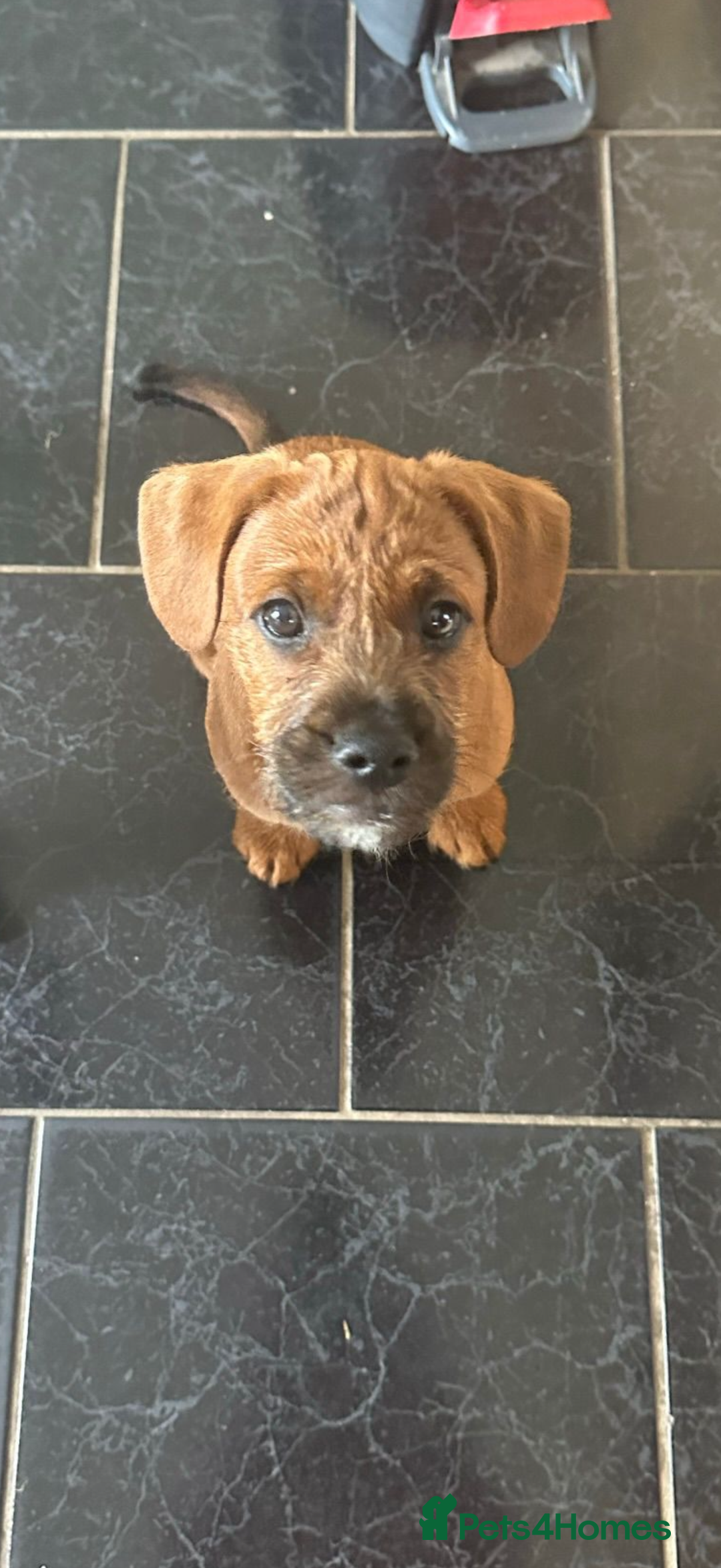 Mixed Breed dogs for sale: Red Floodle Pup - Image 2