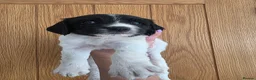 English Springer Spaniel dogs for sale: Stunning litter of English Springer Spaniels  - Advert 10