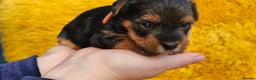 Yorkshire Terrier dogs for sale: Yorkshire Terrier puppies - Advert 9