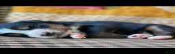 Bernese Mountain Dog dogs for sale: Kids Trained Bernese Puppies  in London - Advert 12