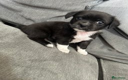 Mixed Breed dogs for sale: 2 girl pups ready to leave now  - Image 1