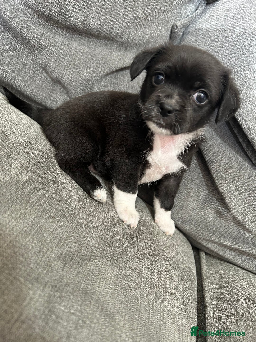 Mixed Breed dogs for sale: 2 girl pups ready to leave now  - Image 1