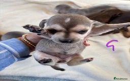 Chiweenie dogs for sale: CHIWEENIE PUPS - Image 4