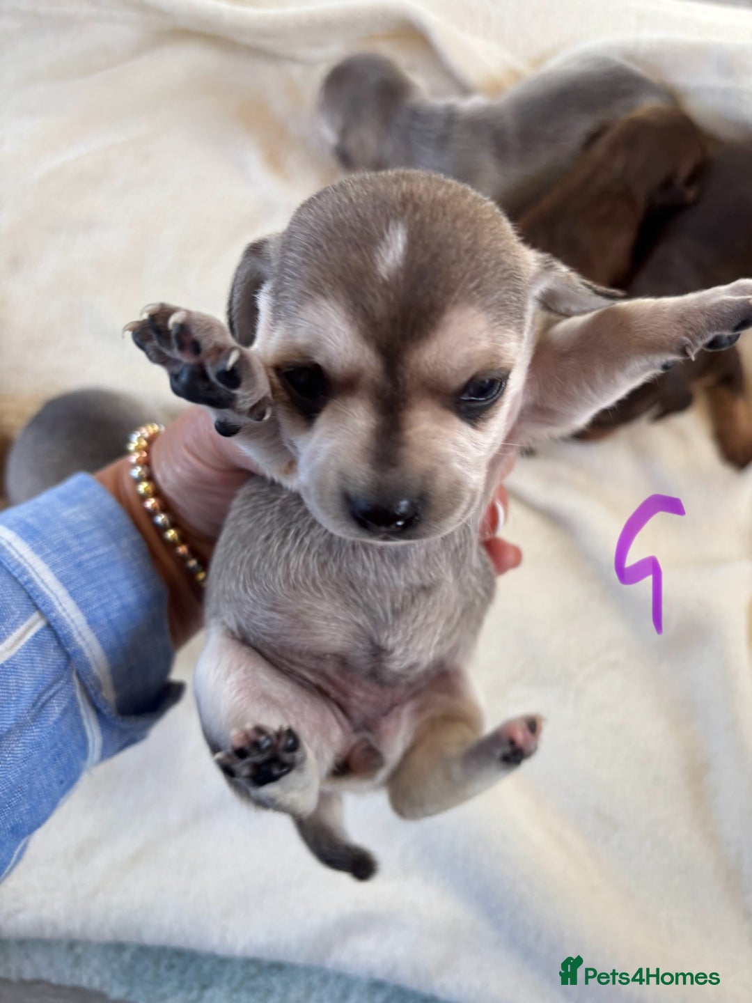 Chiweenie dogs for sale: CHIWEENIE PUPS - Image 4