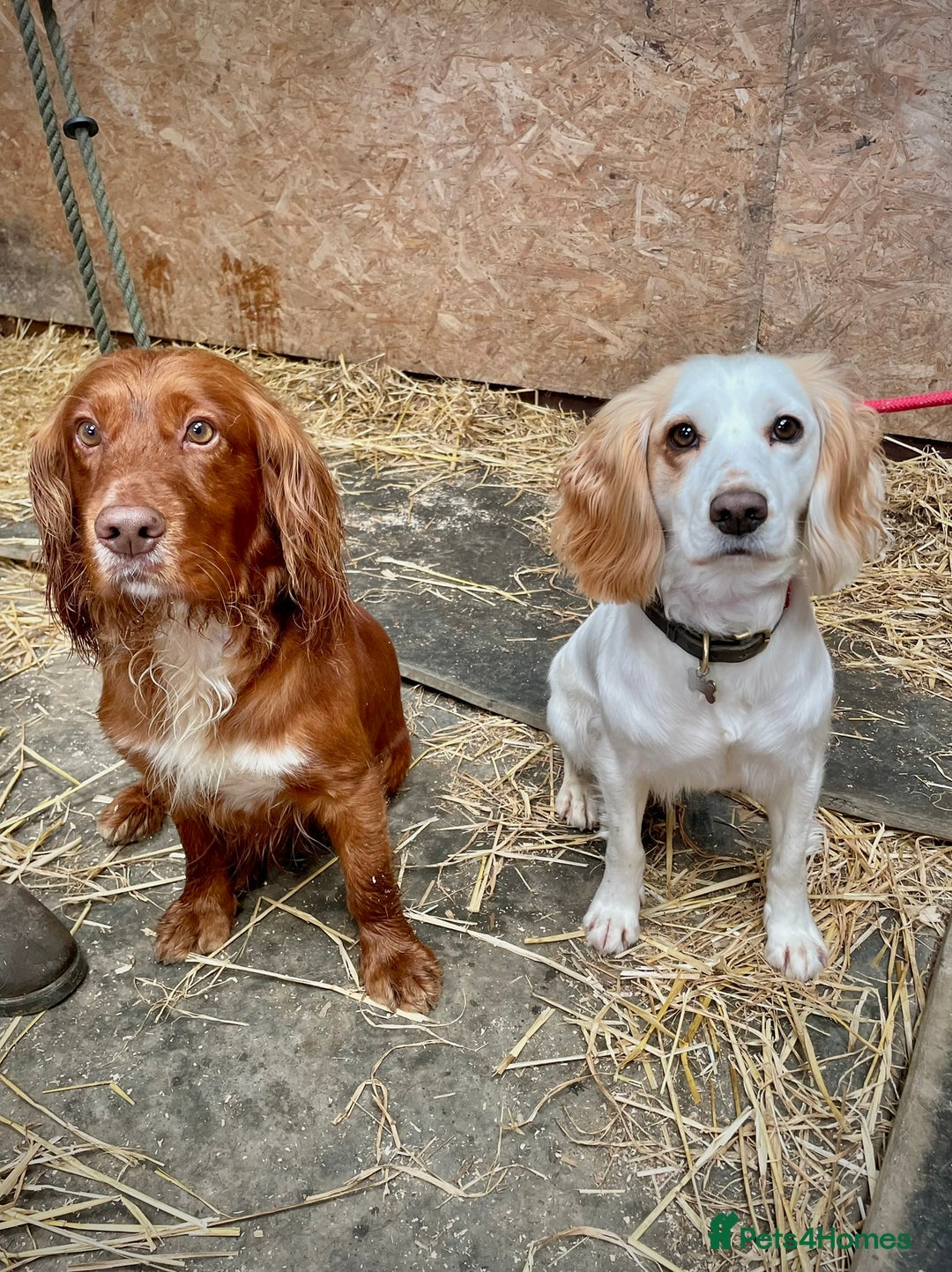 Cocker Spaniel dogs for sale: Golden & Red Working Cocker Spaniel Puppies - Image 2