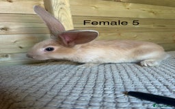 Continental Giant rabbits for sale: READY TO RESERVE - continental giant babies - Image 7