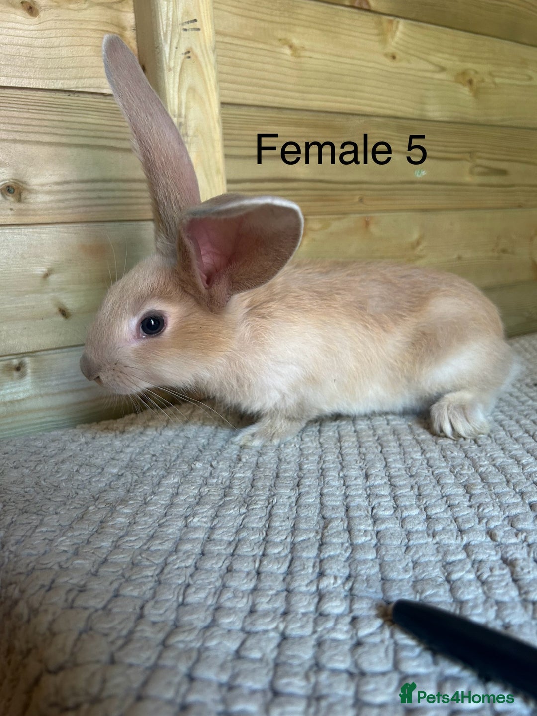 Continental Giant rabbits for sale: READY TO RESERVE - continental giant babies - Image 7