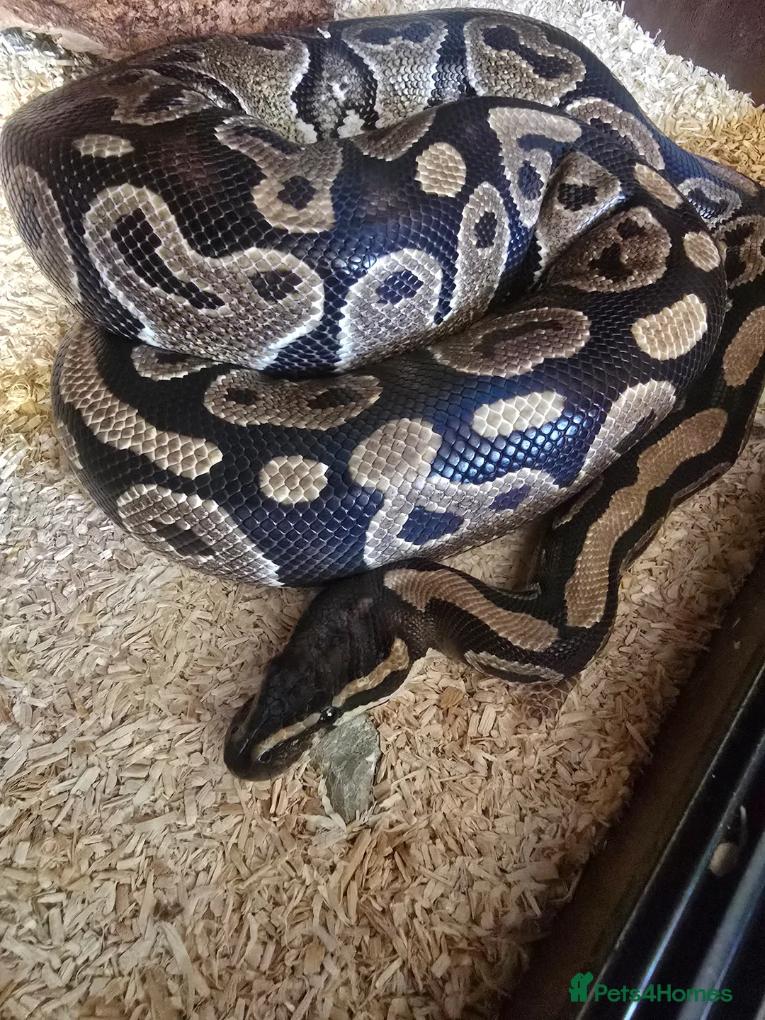 Python Snake reptiles for sale: Royal 'Ball' Python - Advert 1
