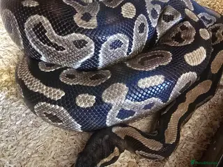 Python Snake reptiles Royal 'Ball' Python - Advert 1