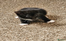 Mixed Breed cats for sale: Tabby mix rangdoll and black - Image 2