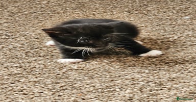 Mixed Breed cats - Advert 9