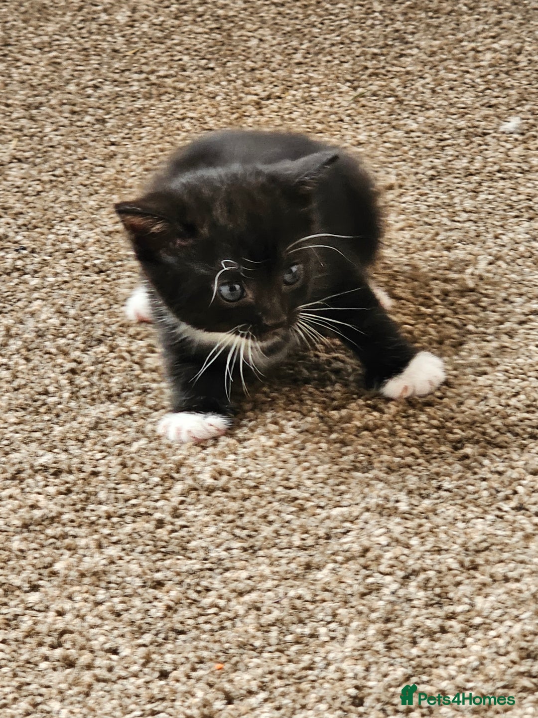 Mixed Breed cats for sale: Tabby mix rangdoll and black - Image 2