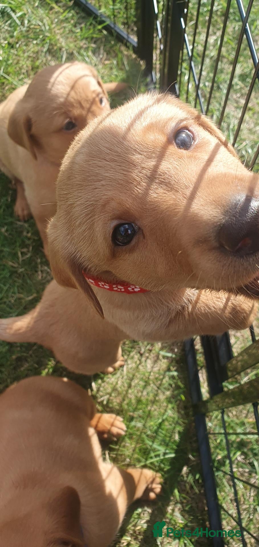 Labrador Retriever dogs for sale: KC Labrador Puppies 🧬 Sire Clear all 7 DNA Tests - Advert 2