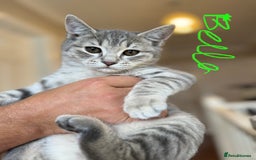 British Shorthair cats for sale: Beautiful British Shorthair Kittens - Ready Now - Advert 6