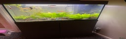 Tetras fish for sale: Fluval aquarium  - Advert 2