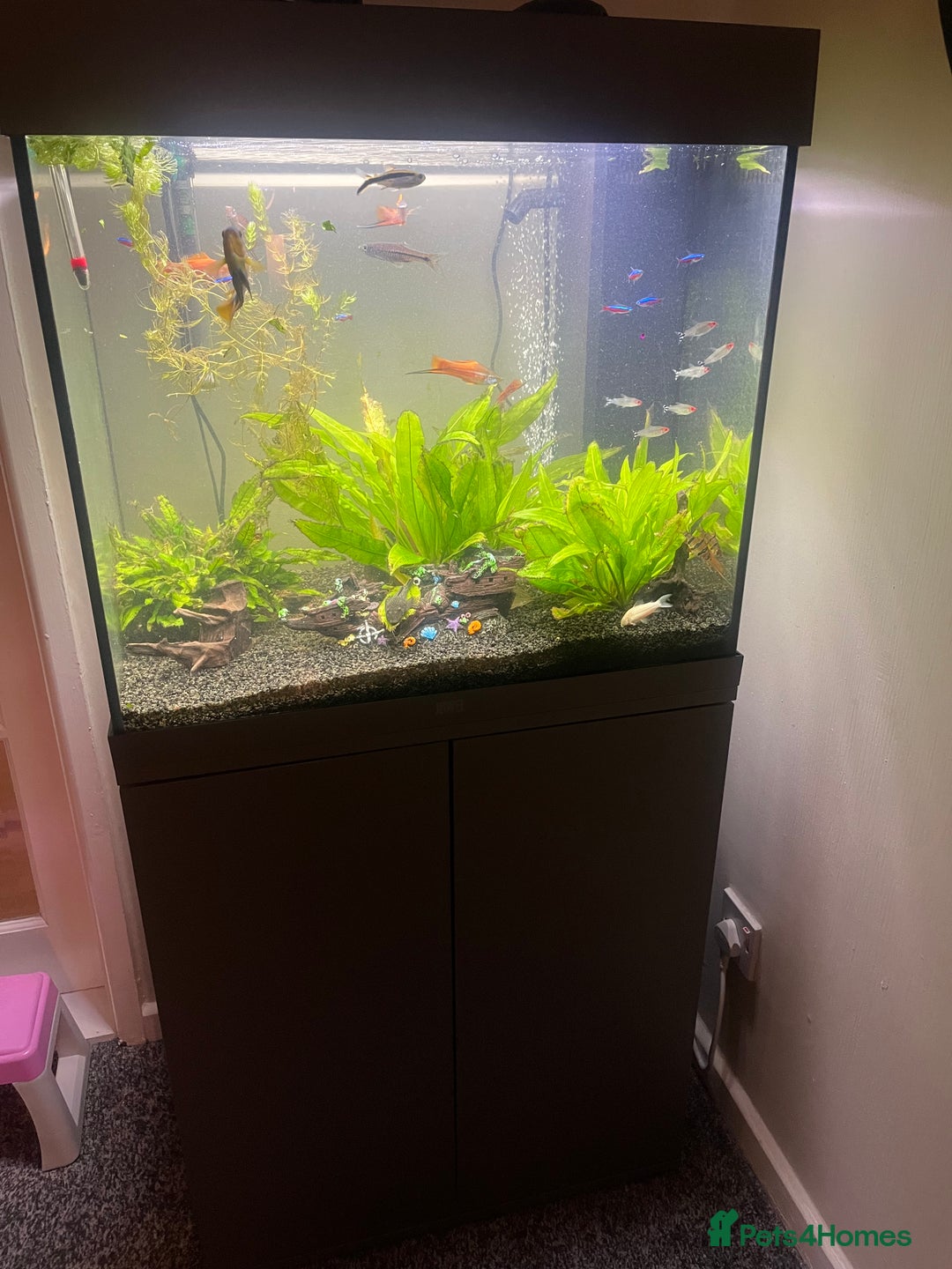 Tetras fish for sale: Fluval aquarium  - Advert 2