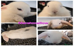 Mini Lop rabbits for sale: Beautiful Mini lop babies x6 - Image 3