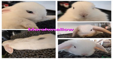 Mini Lop rabbits - Advert 3