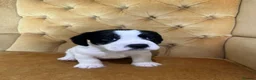 Mixed Breed dogs for sale: pugmation puppies in Chelmsford - Advert 6