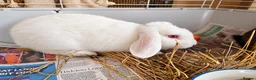 Mixed Breed rabbits for sale: 🐰💕Two Adorable Bunnies Looking for Home 🏡  - Advert 4