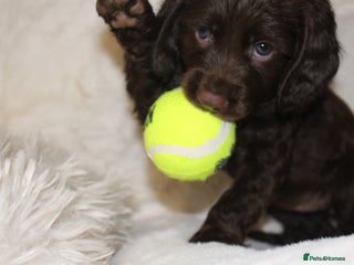 Cocker Spaniel dogs Cocker Spaniel Puppies – Ready Soon - Advert 4